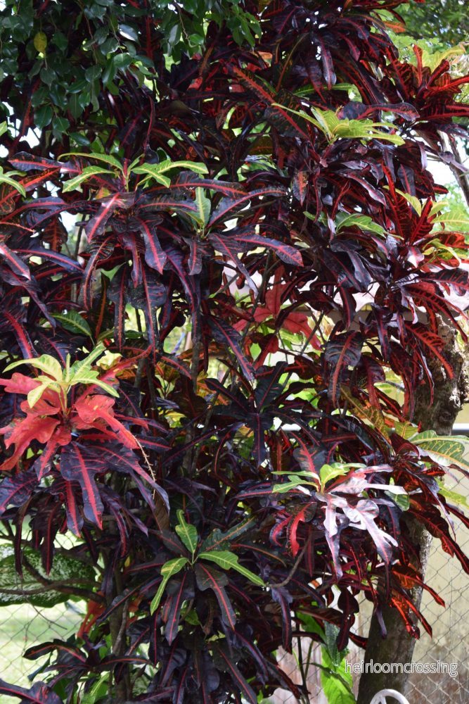 Kroton Mamey | Codiaeum Mamey - Bild 3