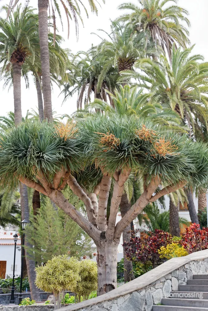 Drakens blodträd (Dracaena draco) | frön, 10 st.