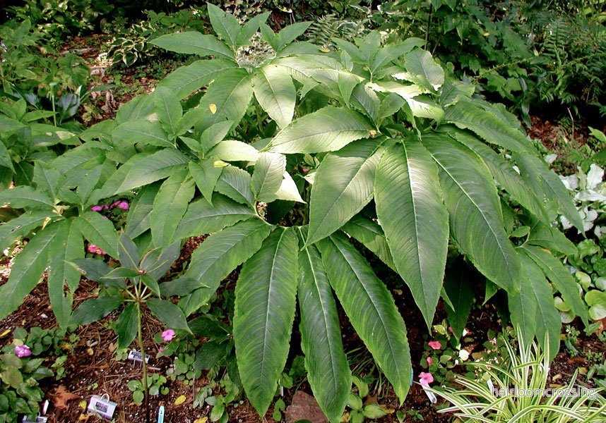 Voodoolilja (Sauromatum venosum) - Bild 2