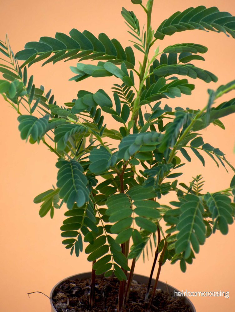 Tamarind träd (Tamarindus indica) - Bild 2