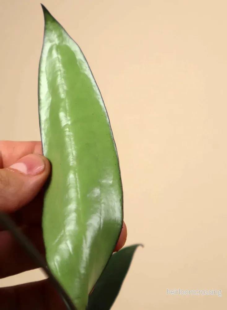 Hoya macrophylla - Bild 3