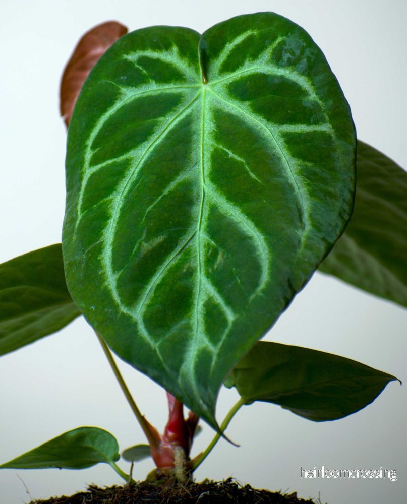 Anthurium magnificum - Bild 3