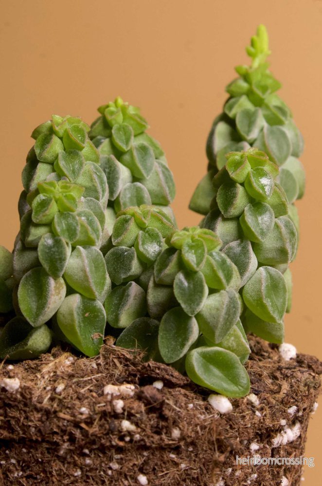 Peperomia columella