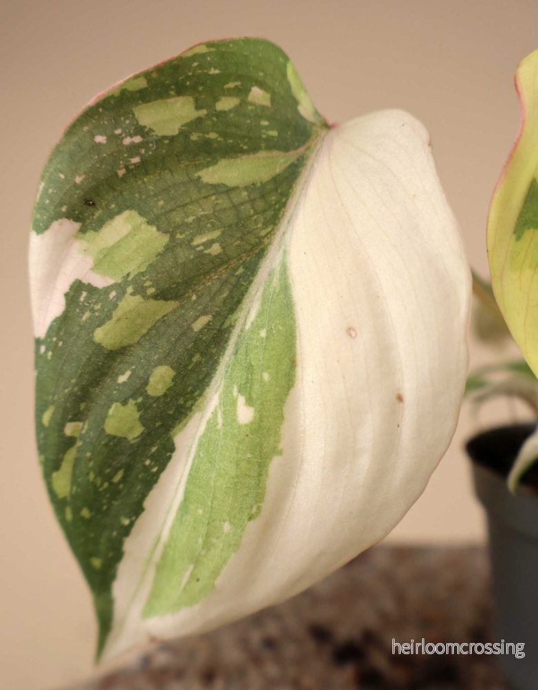 Philodendron gloriosum variegata - Bild 2