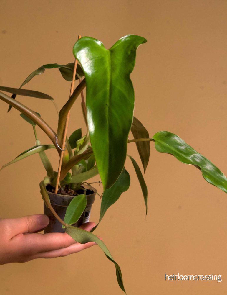 Philodendron Mexicanum - Bild 3