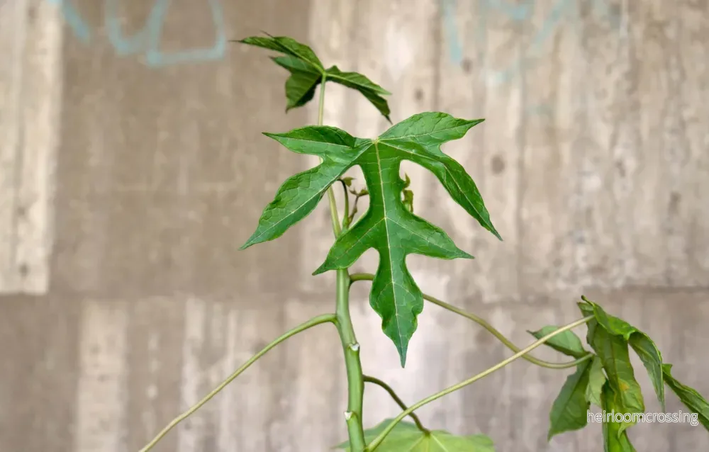 Babaco Papaya, köldtålig