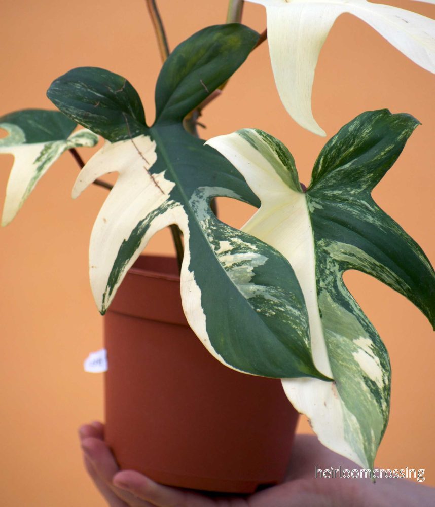 Philodendron florida beauty - Bild 2