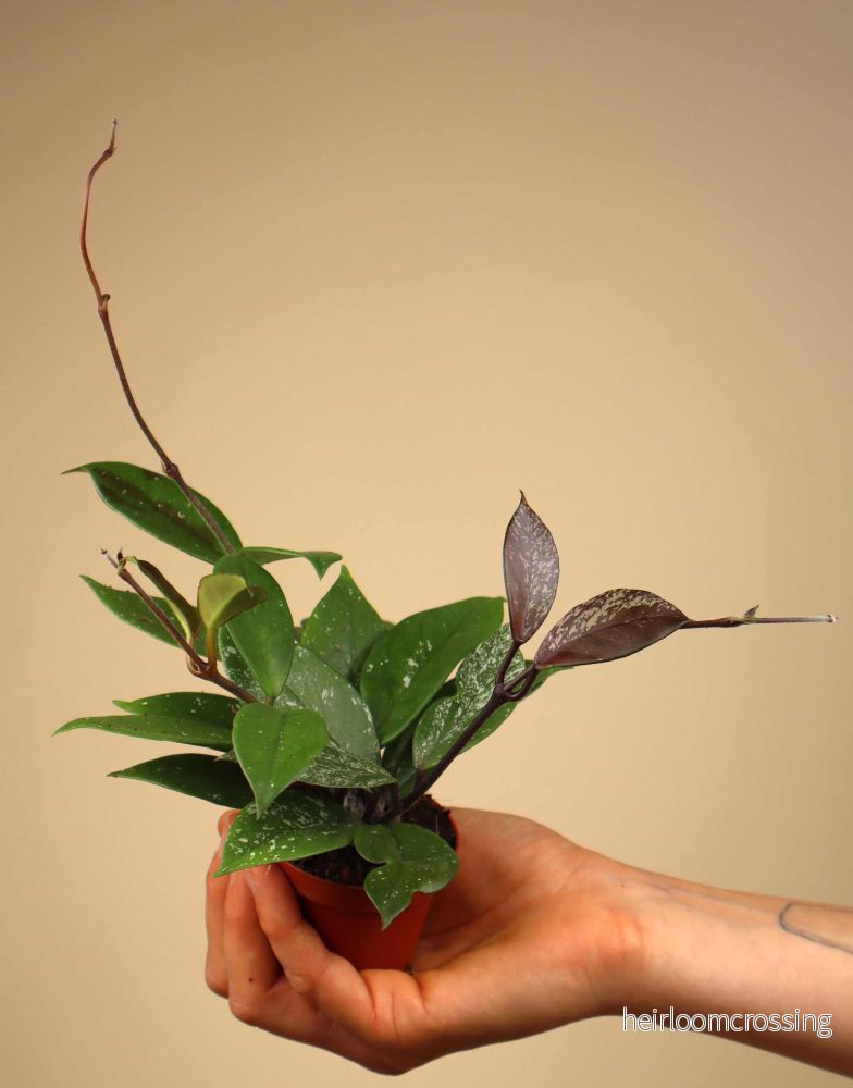 Hoya carnosa 'Freckles' - Bild 3