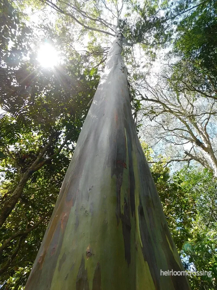 Regnbågseukalyptus (Eucalyptus deglupta) | frön, 20 st.
