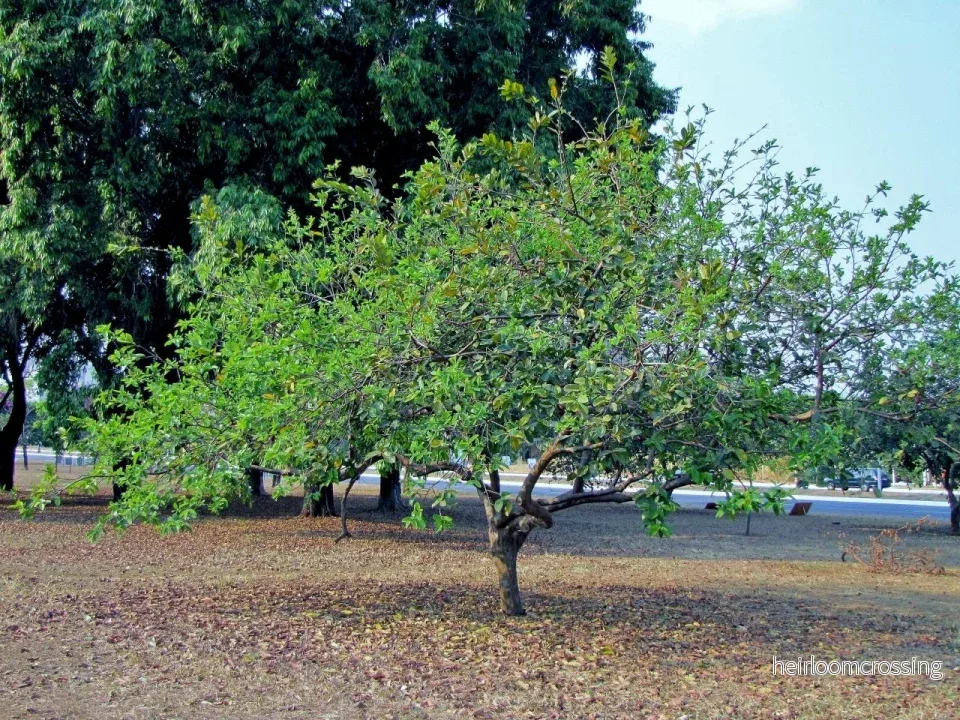 Guava (Psidium guajava) | frön, 10 st.