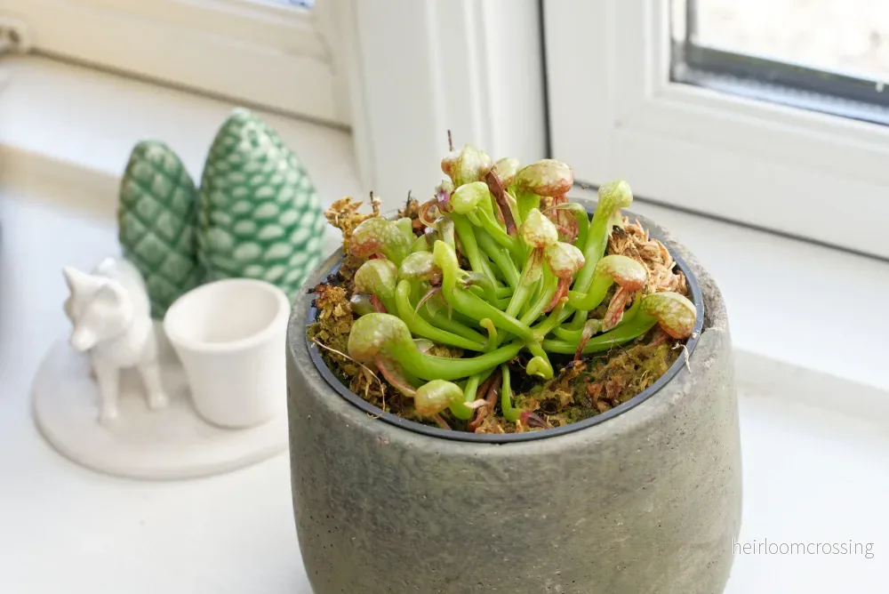 Kobralilja (Darlingtonia californica) - Bild 3