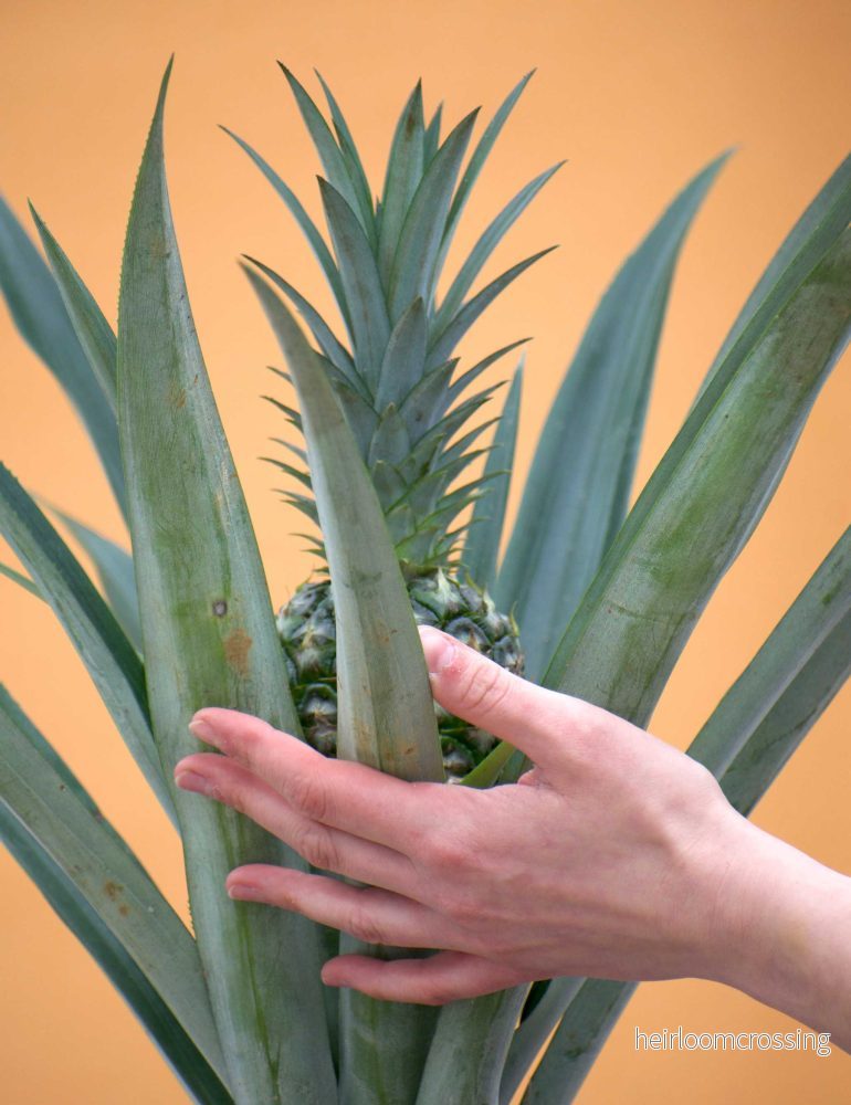 Ananas comosus (ätbar) - Bild 3