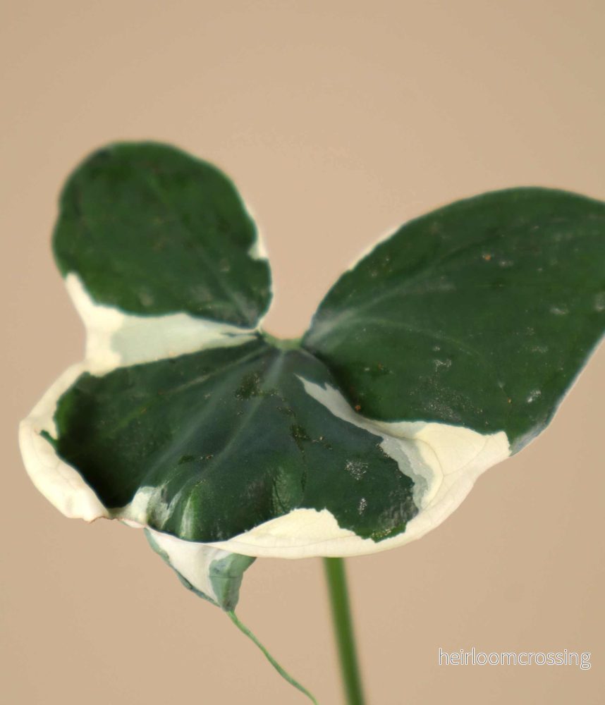 Xanthosoma sagittifolium variegatum monstrosum