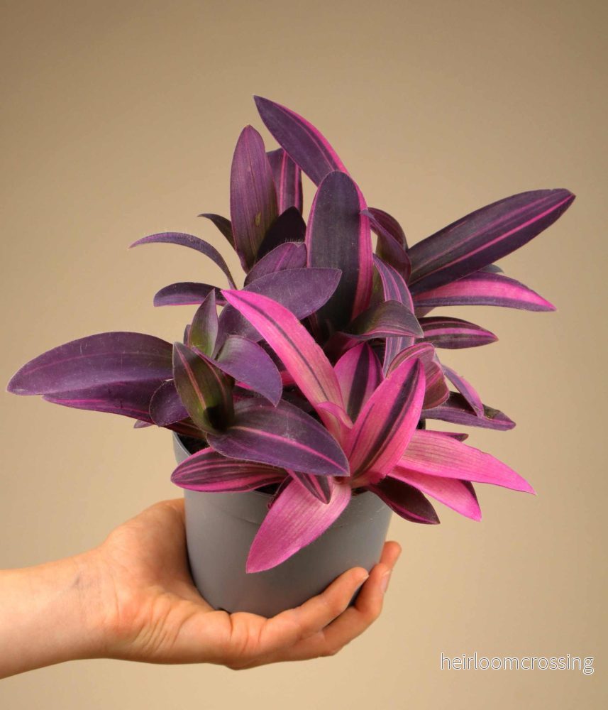 Tradescantia pallida 'pink stripe' - Bild 2