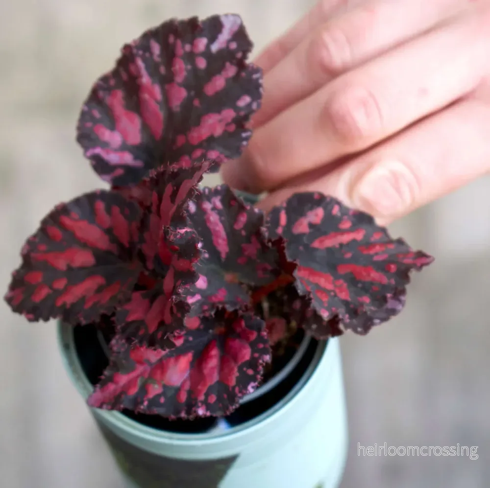 Begonia Rex 'Etna' - Bild 2