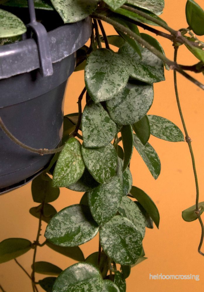 Hoya 'Mathilde Splash' - Bild 2