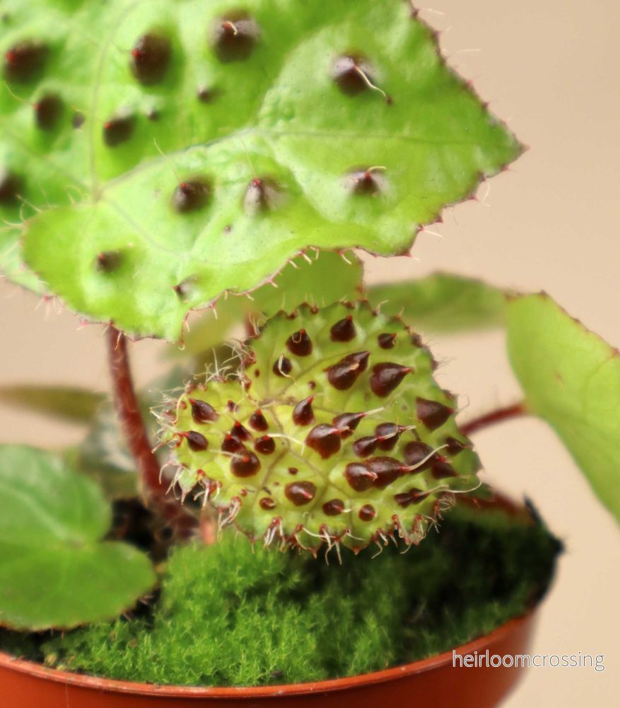 Begonia ferox