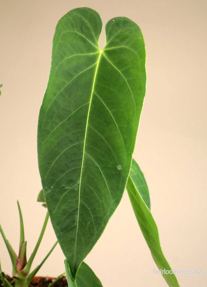Anthurium queremalense - Bild 2
