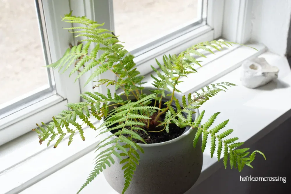 Tasmansk trädormbunke (Dicksonia antarctica) | växt - Bild 2