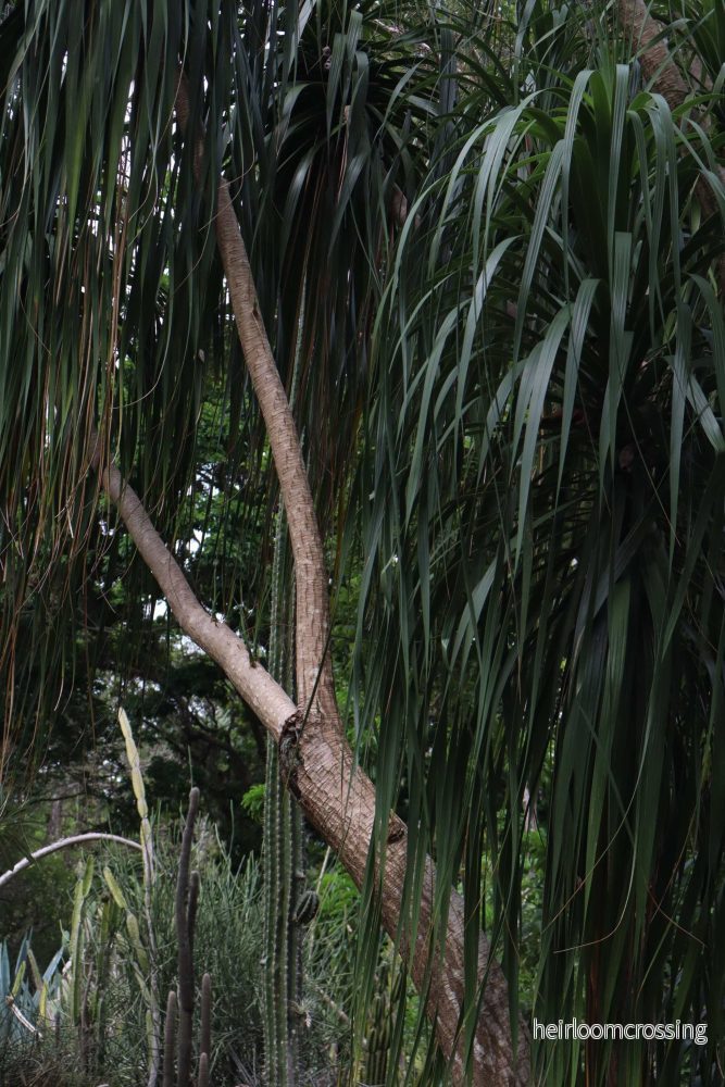 Beaucarnea recurvata 'Flasklilja' - Bild 3