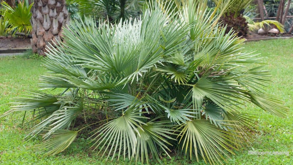 Dvärgpalmetto (Sabal moll) | frön, 10 st.