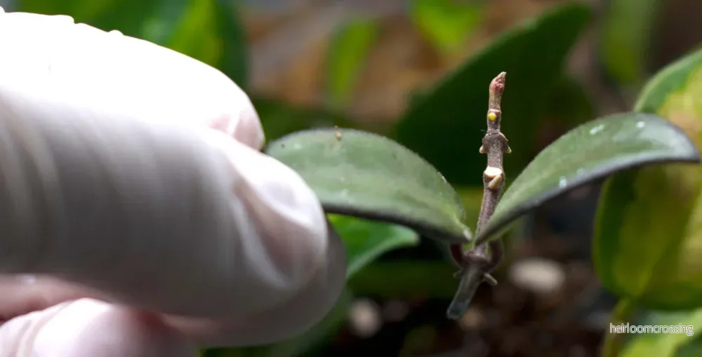 Hoya Rosita - Bild 2
