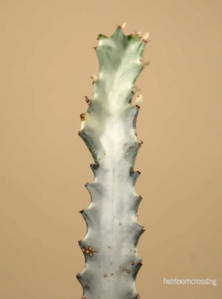 Euphorbia lactea 'white ghost'