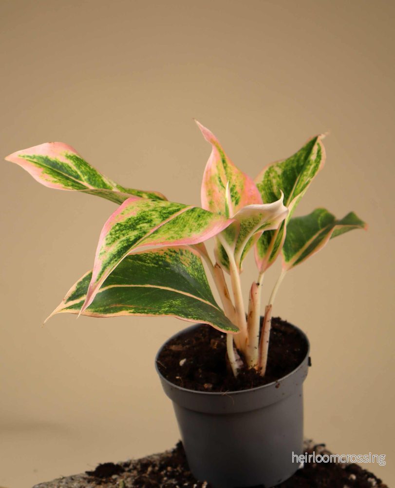 Aglaonema Lipstick pink - Bild 2