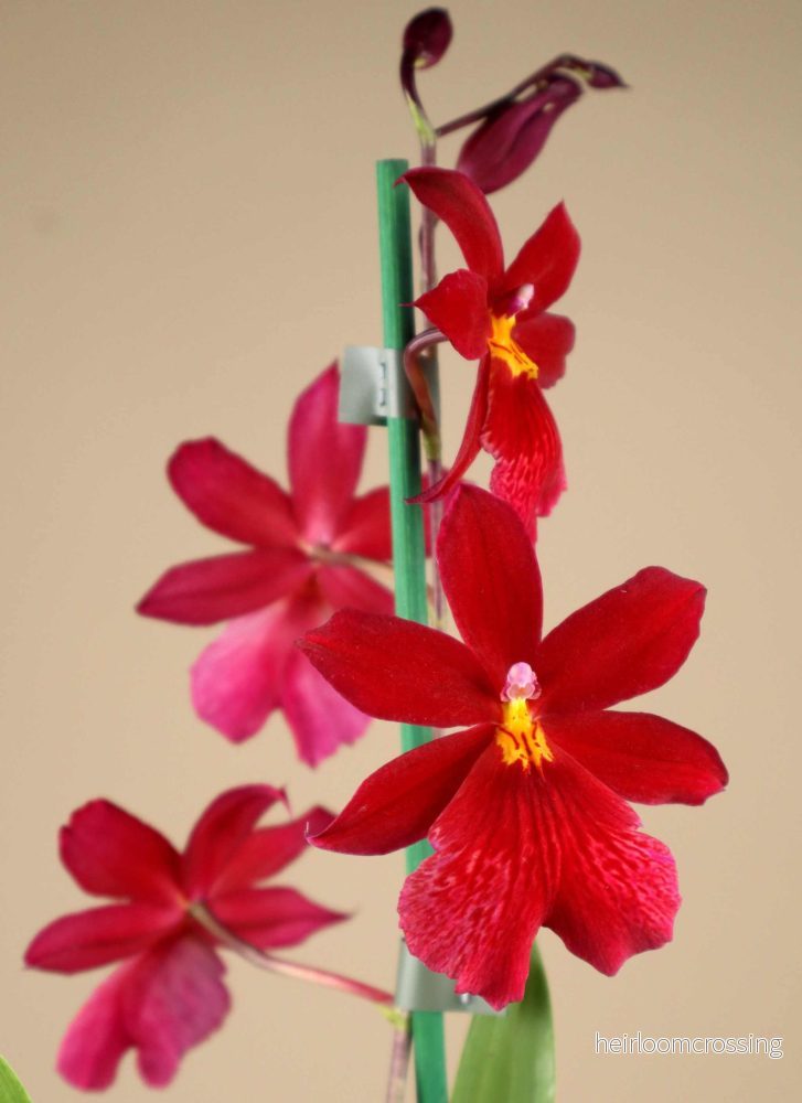 Oncidopsis Nelly Isler - Bild 2