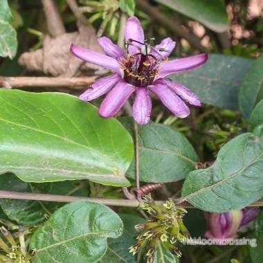 Miniatyrpassionsblomma (Passiflora andreana) | frön, 10 st. Miniatyrpassionsblomma (Passiflora andreana) | frön, 10 st.