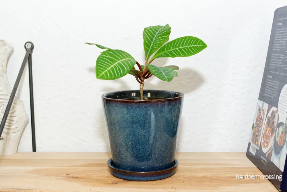 Madagaskar Jewel (Euphorbia leuconeura) | frön, 10 st.