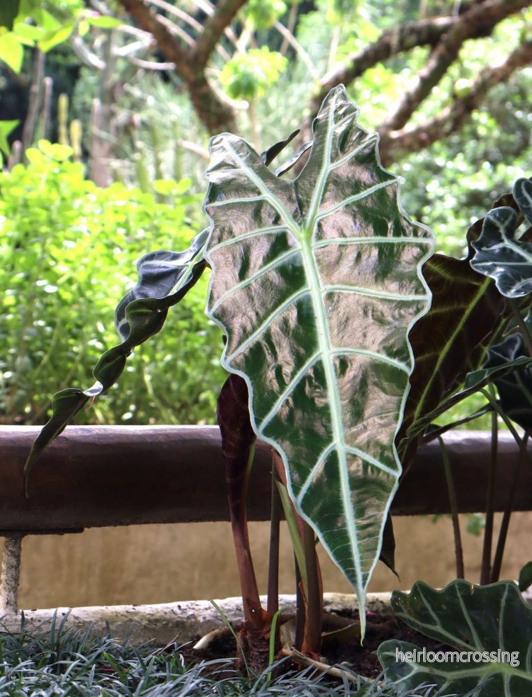 Alocasia 'Polly'
