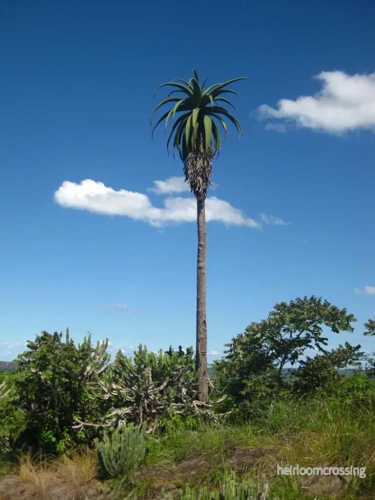 Zimbabwe Aloe (Aloe excelsa) | frön, 20 st.