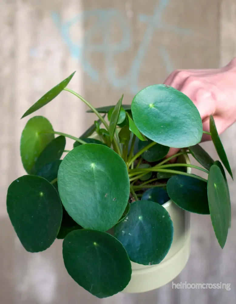 Pilea peperomioides 'elefantöra' - Bild 2