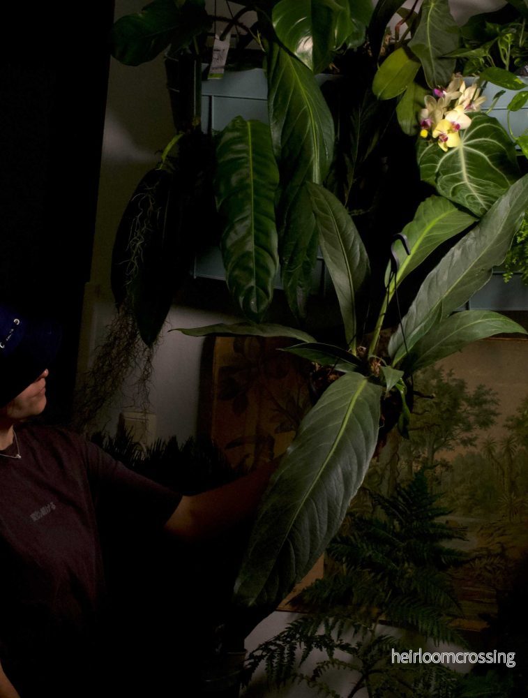 Anthurium pendulifolium x cubense 'Big Bill' - Bild 2