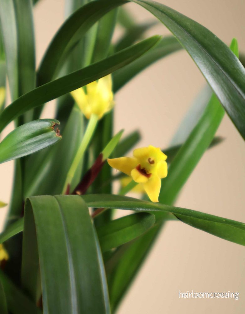 Maxillaria variabilis