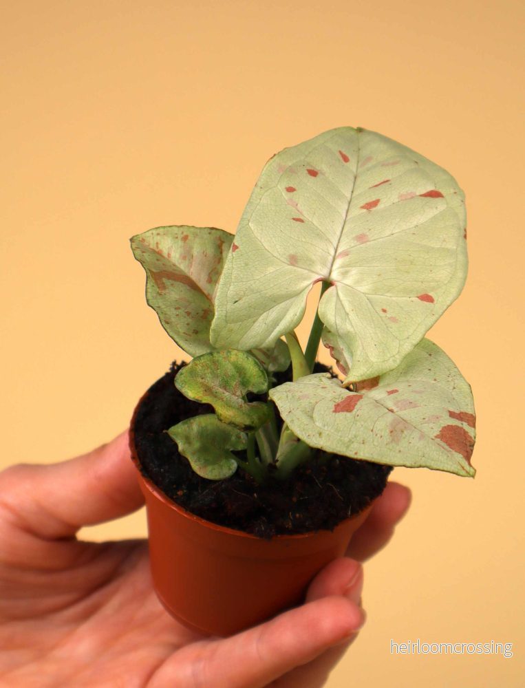 Syngonium 'Milk Confetti' - Bild 3