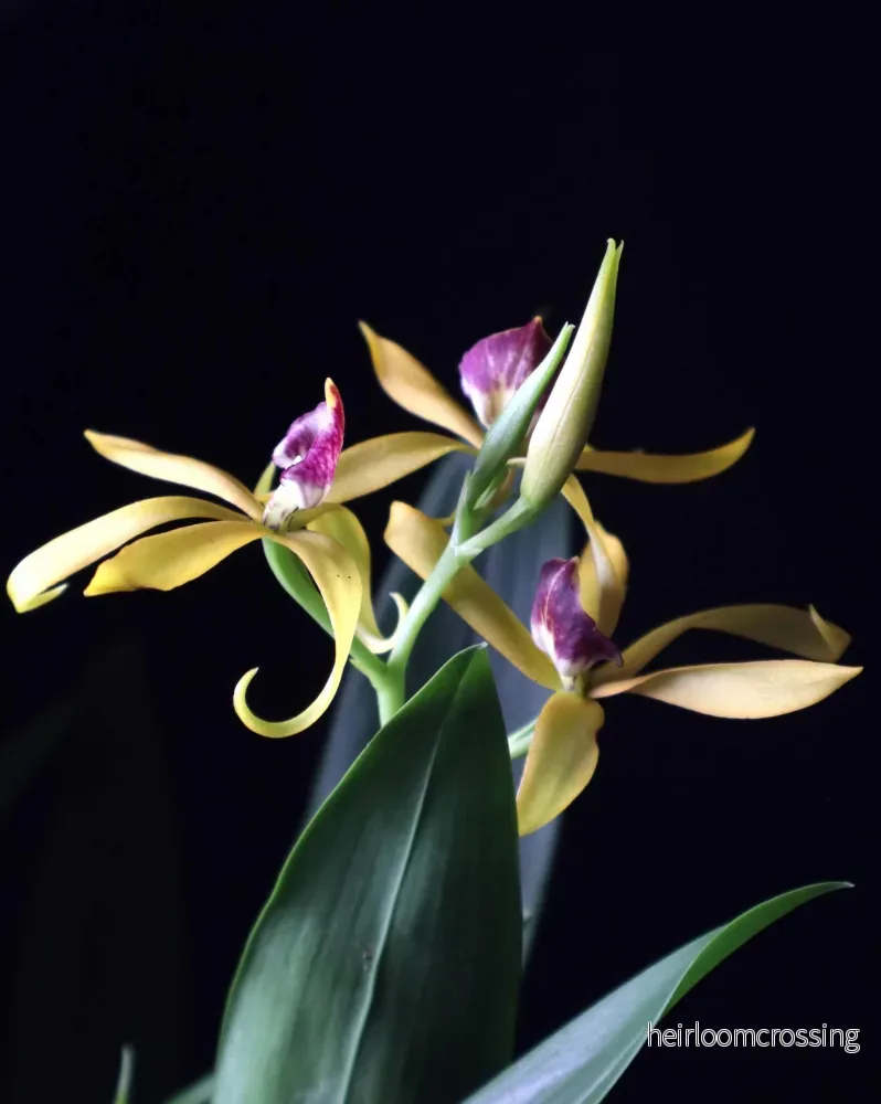 Prosthechea cochleata 'Bläckfiskorkidé' - Bild 2