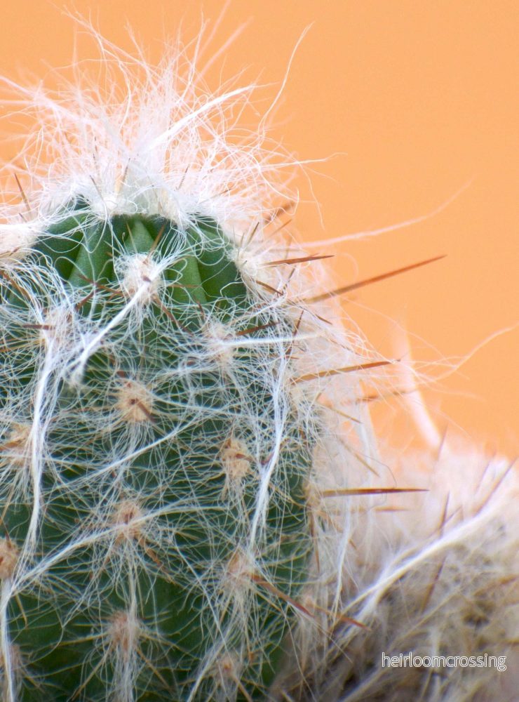 Oreocereus trollii - Bild 2