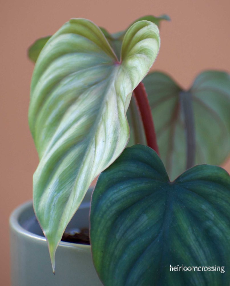 Philodendron mamei