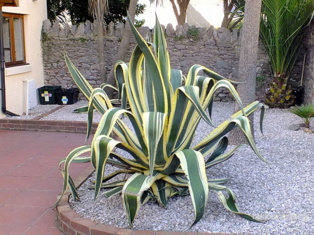 Agave (Agave americana "Marginata") | frön, 10 st.
