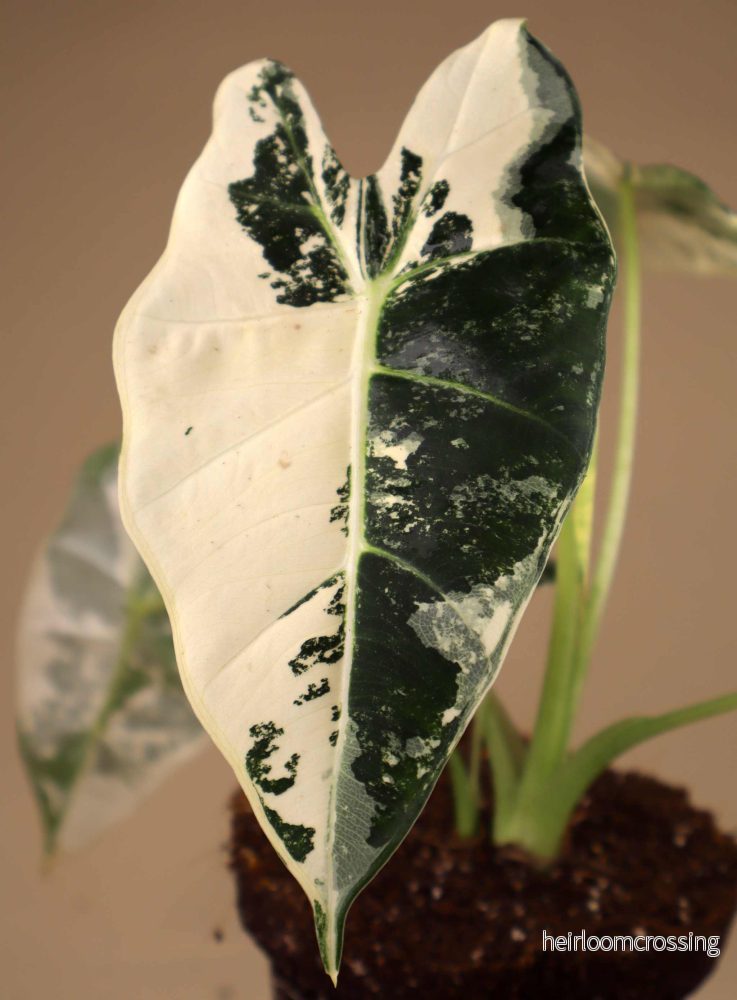 Alocasia frydek variegata - Bild 2