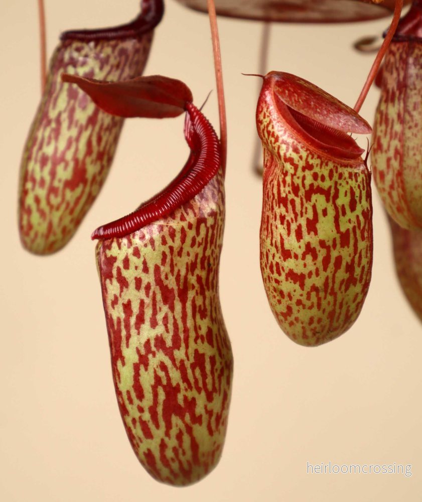Nepenthes × 'Sam' - Bild 3