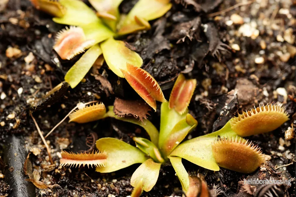 Venus flugfälla (Dionaea muscipula "UK Sawtooth") - Bild 2