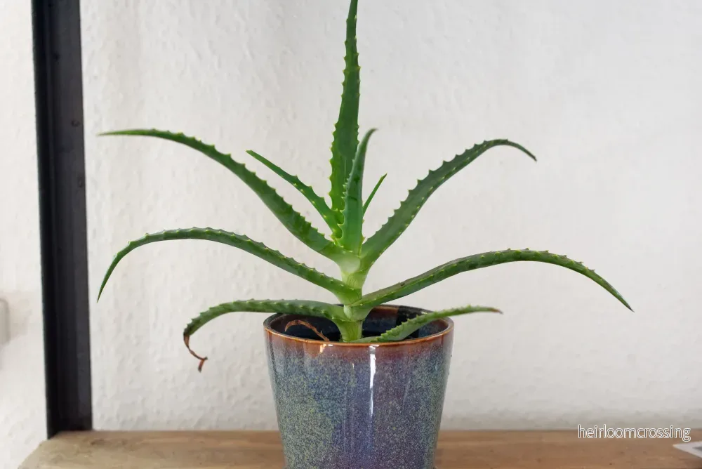 Grenad Aloe (Aloe arborescens) | plantera - Bild 2