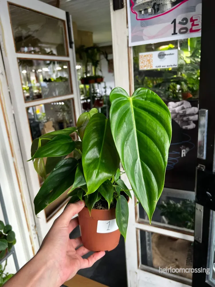 Philodendron Esmeraldense - Bild 3