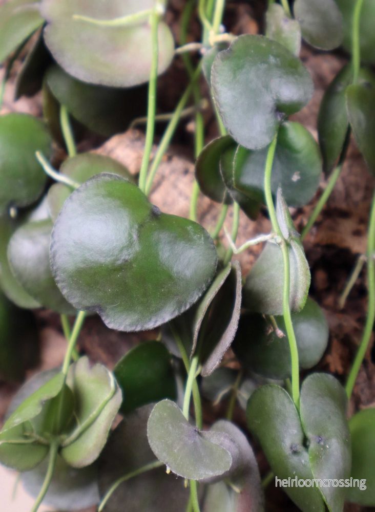 Dischidia platyphylla - Bild 3