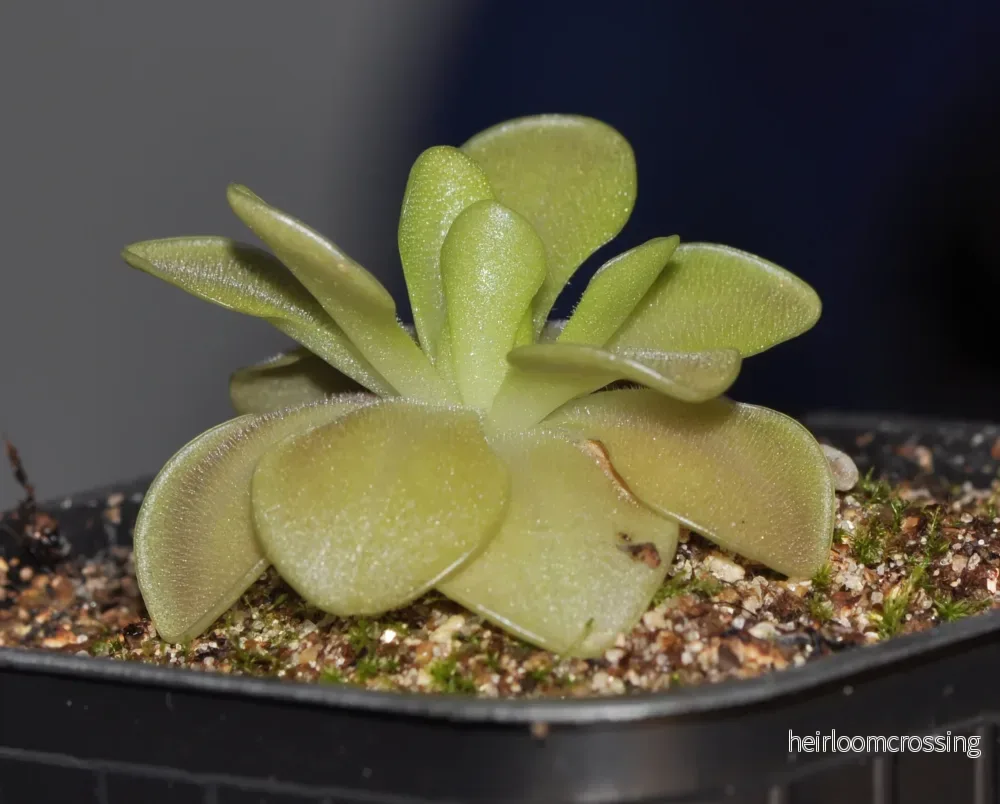 Pinguicula x Weser