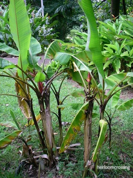 Indisk dvärgbanan (Musa mannii) | frön, 10 st. - Bild 3
