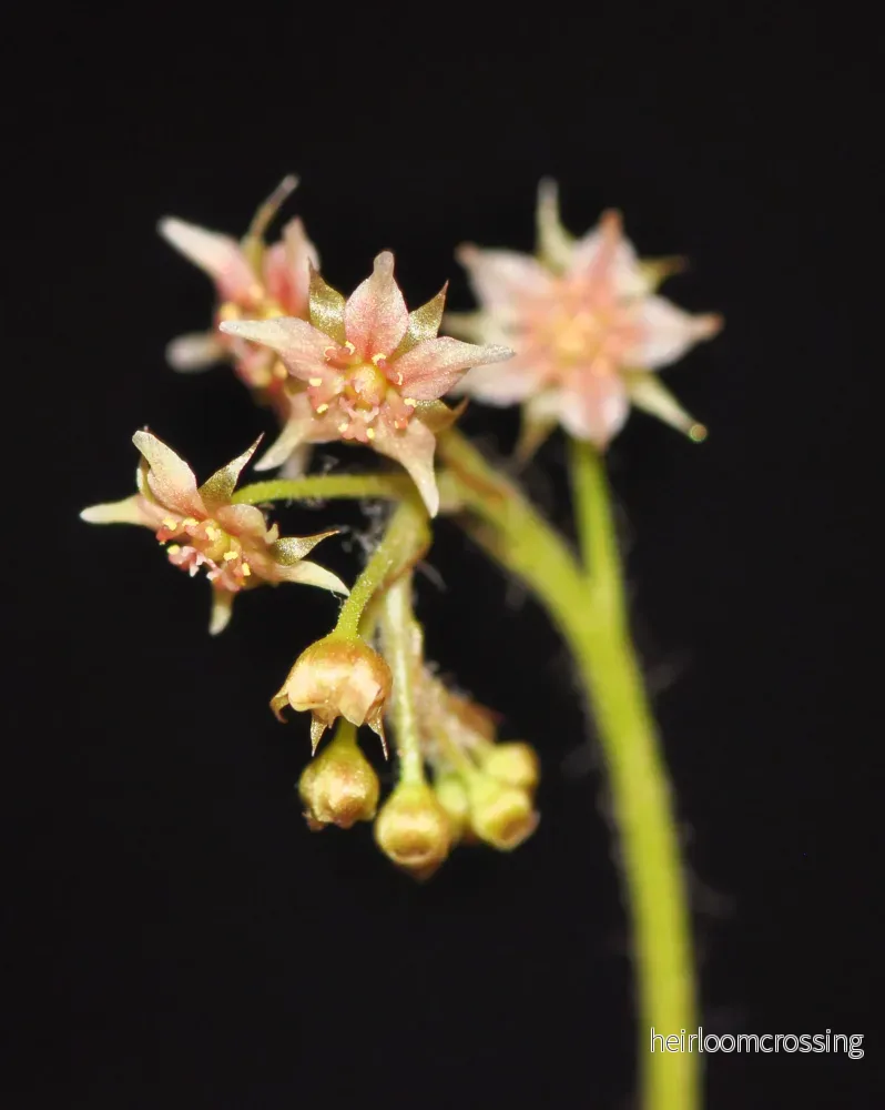Queensland Sundew (Drosera adelae) - Bild 2